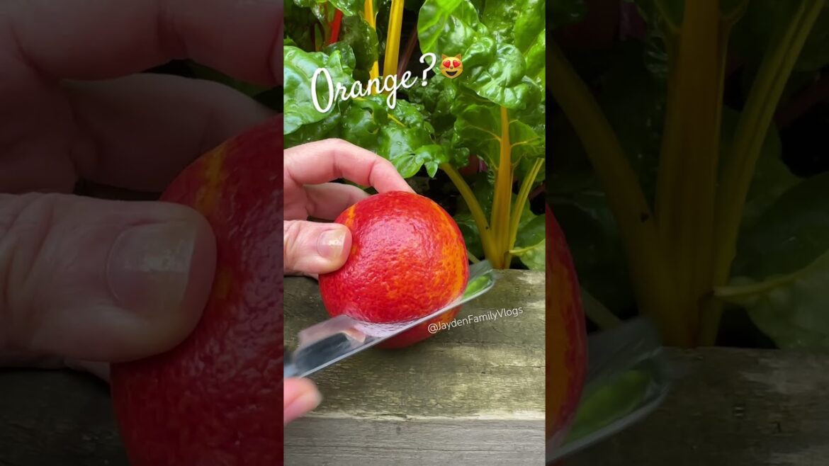 Orange 🍊 #shorts #satisfying #fruitcutting #fruit #garden #enjoy Orange 🍊 #shorts #satisfying #fruitcutting #fruit #garden #enjoy