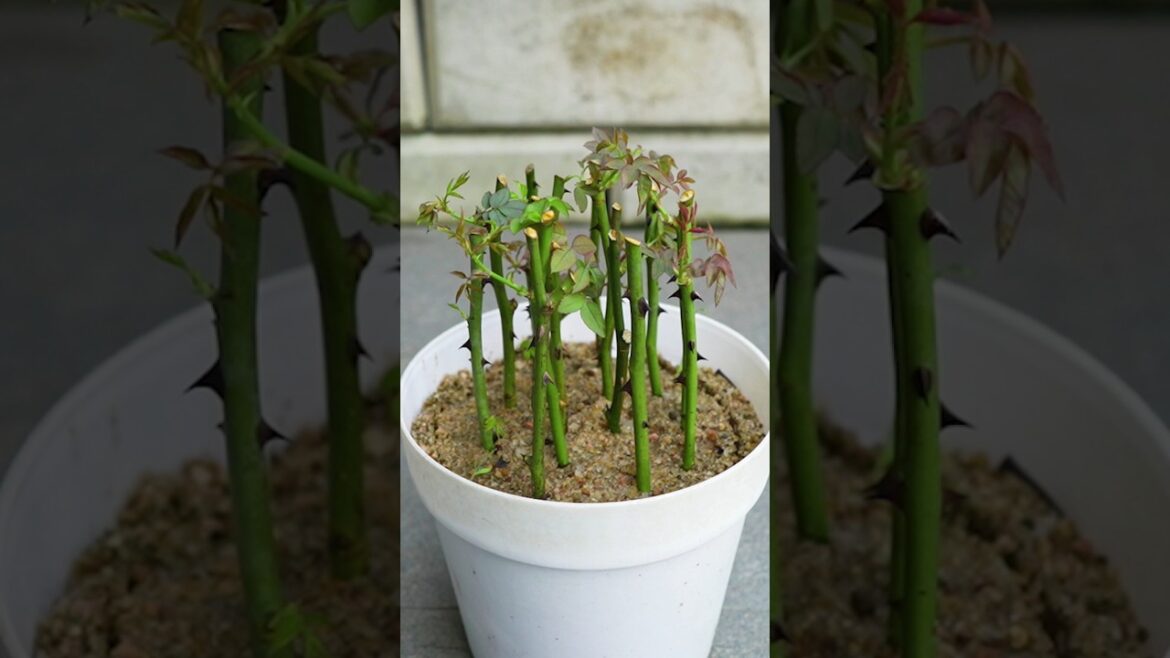 Best method of propagate rose plants from cuttings using turmeric powder🌹