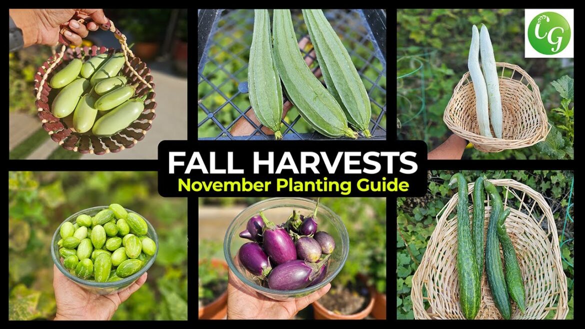 California Gardening: November Gardening Guide: What to Plant & Fall Harvest Bounty! November Gardening Guide: What to Plant & Fall Harvest Bounty!