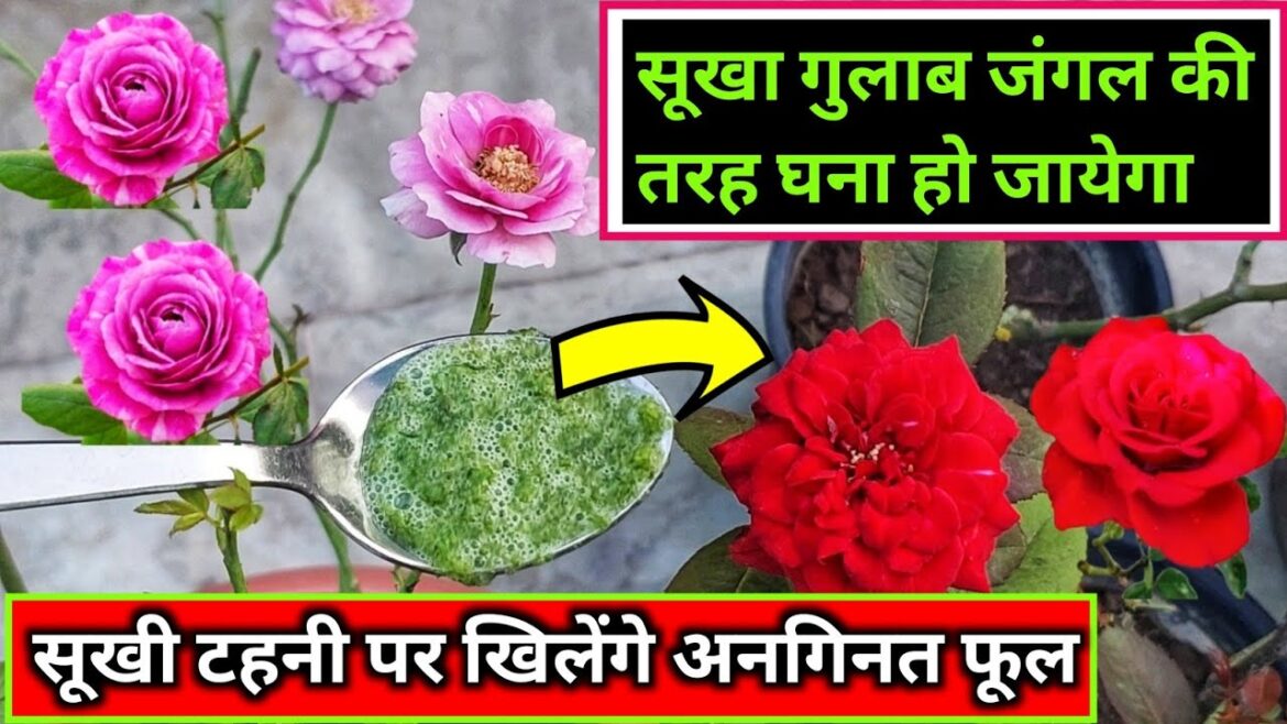 5 ROSE PLANT GROWING TIPS.Best homemade fertilizer for rose.How to get maximum growth on rose.गुलाब.