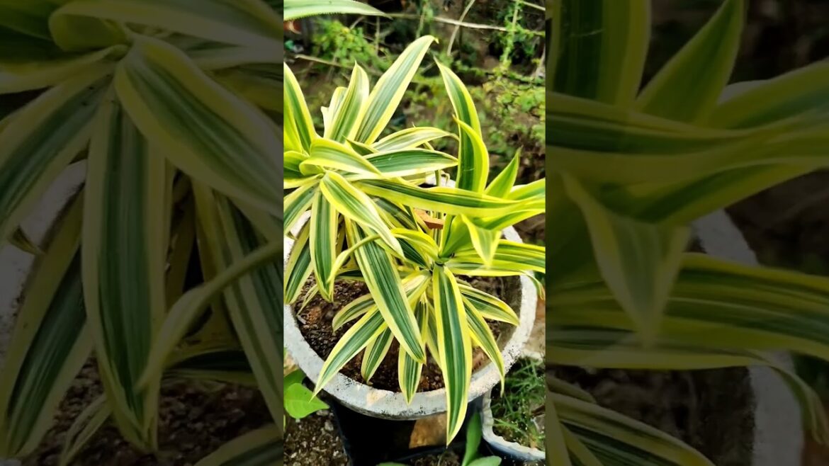 Tips For Song Of india || How To Care Song Of India #garden #shorts Tips For Song Of india || How To Care Song Of India #garden #shorts