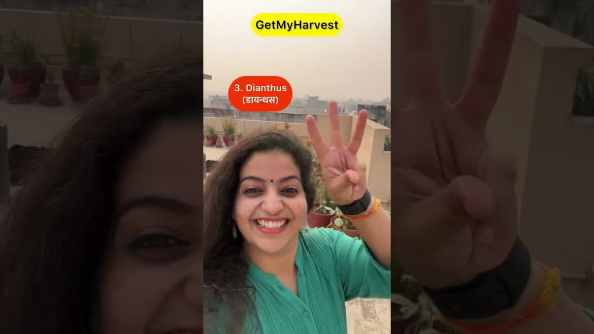 November mein yeh phool khil rahe hain | November flowers #shorts