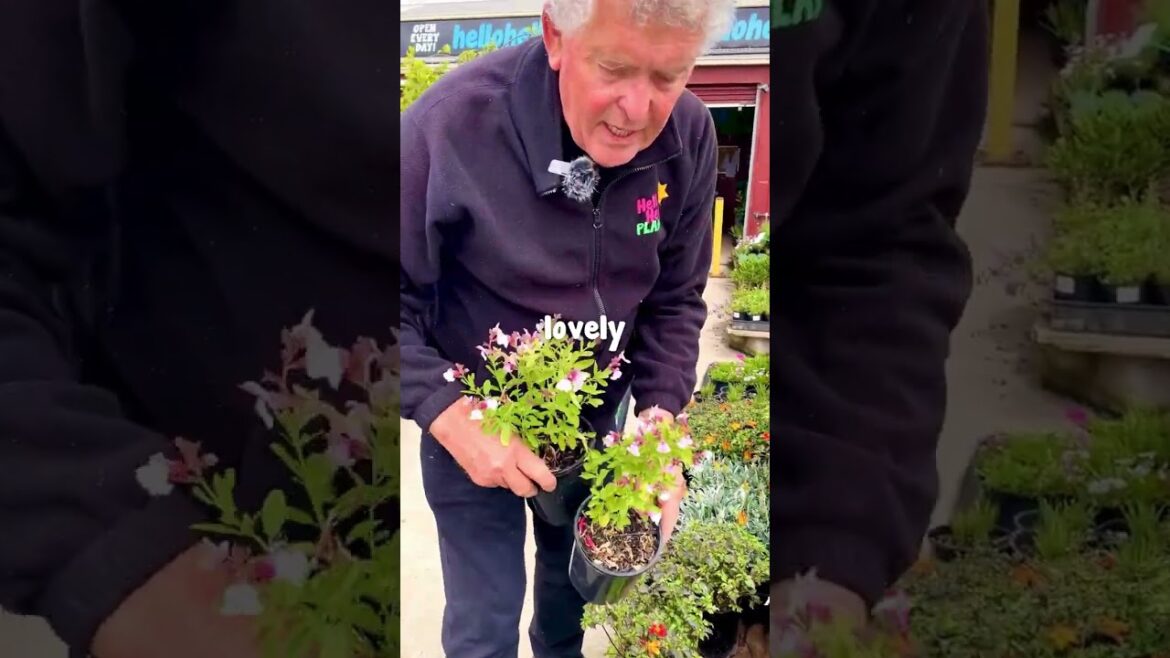 Want to Do Up Your Garden For Christmas Without Breaking the Bank?