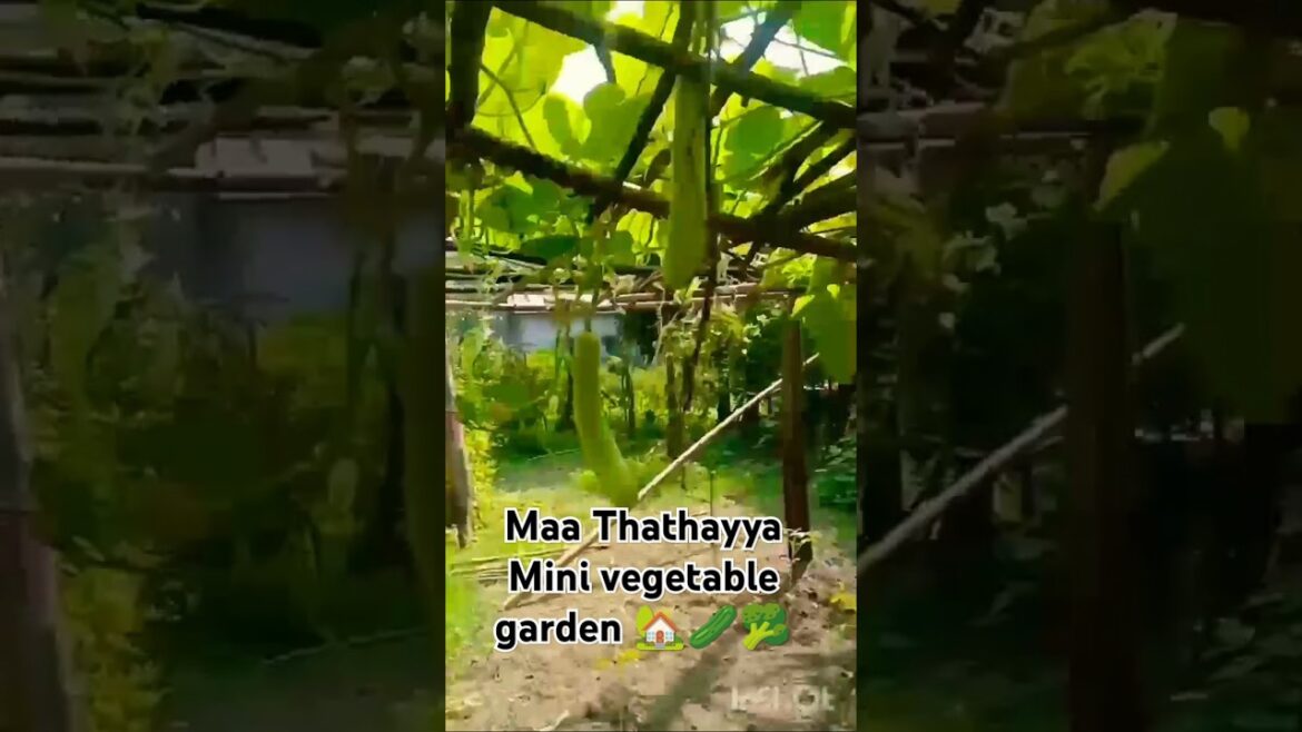 Mini vegetable garden π‘π₯π₯¦ #bollywood #song #music #newsong #ytshorts #garden #minigarden #vegetable Mini vegetable garden π‘π₯π₯¦ #bollywood #song #music #newsong #ytshorts #garden #minigarden #vegetable