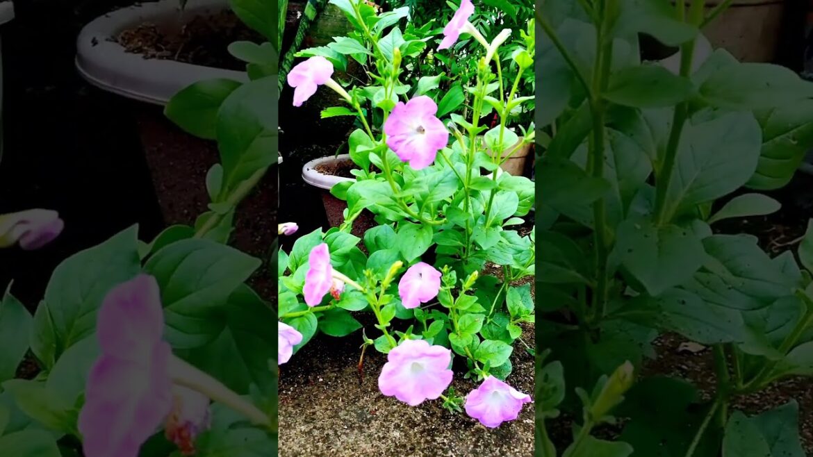 Flowering #shortvideo #shorts #gardening #flower #indoorplants Flowering #shortvideo #shorts #gardening #flower #indoorplants