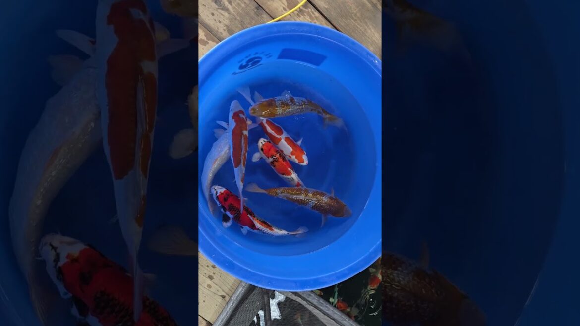 Koi purchases Japan trip 2024 20241020 132512