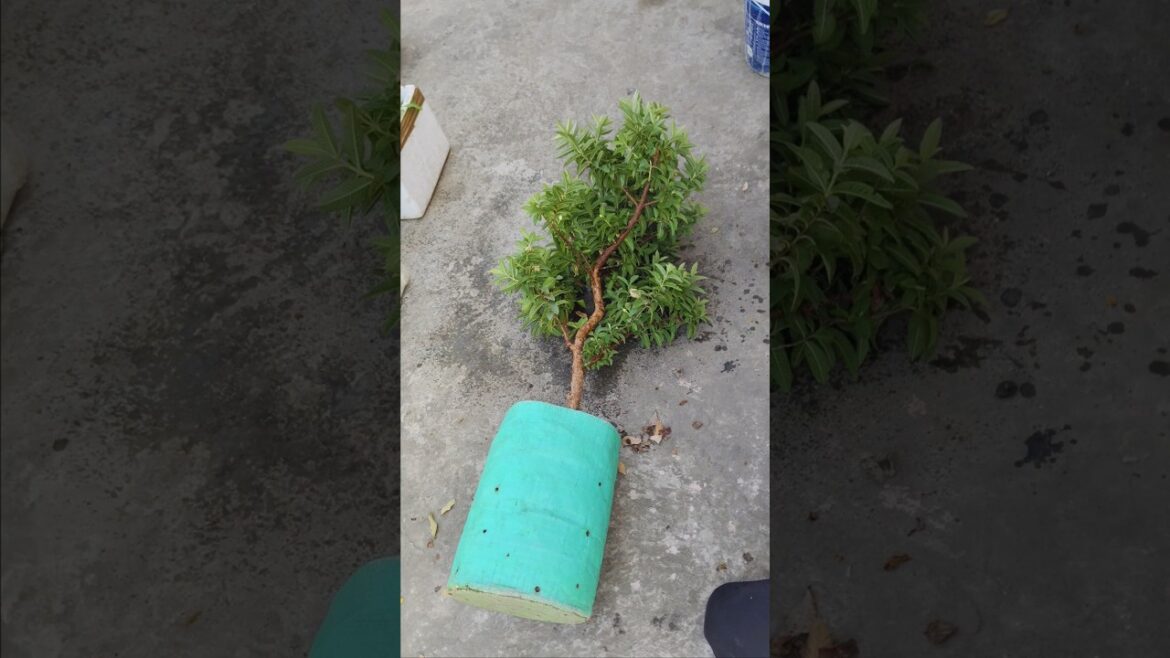 Sweet Chinese guava plant suitable for bonsai and decoration in home garden #shorts #gardening