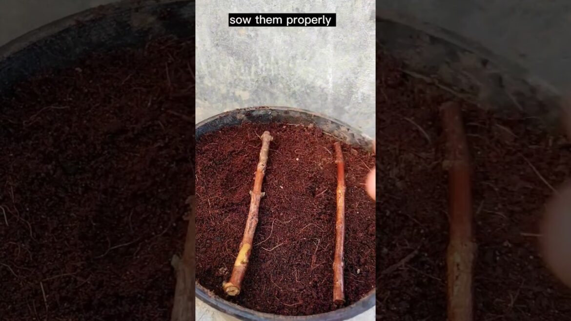 Grow plants from cutting by magical portion  #garden #shorts #shortvideo