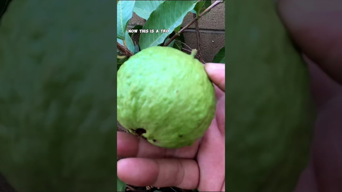 California Gardening: Harvesting Fresh Guavas from Our Garden ๐ณ๐ | Backyard Fruit Tree Tips! Harvesting Fresh Guavas from Our Garden ๐ณ๐ | Backyard Fruit Tree Tips!