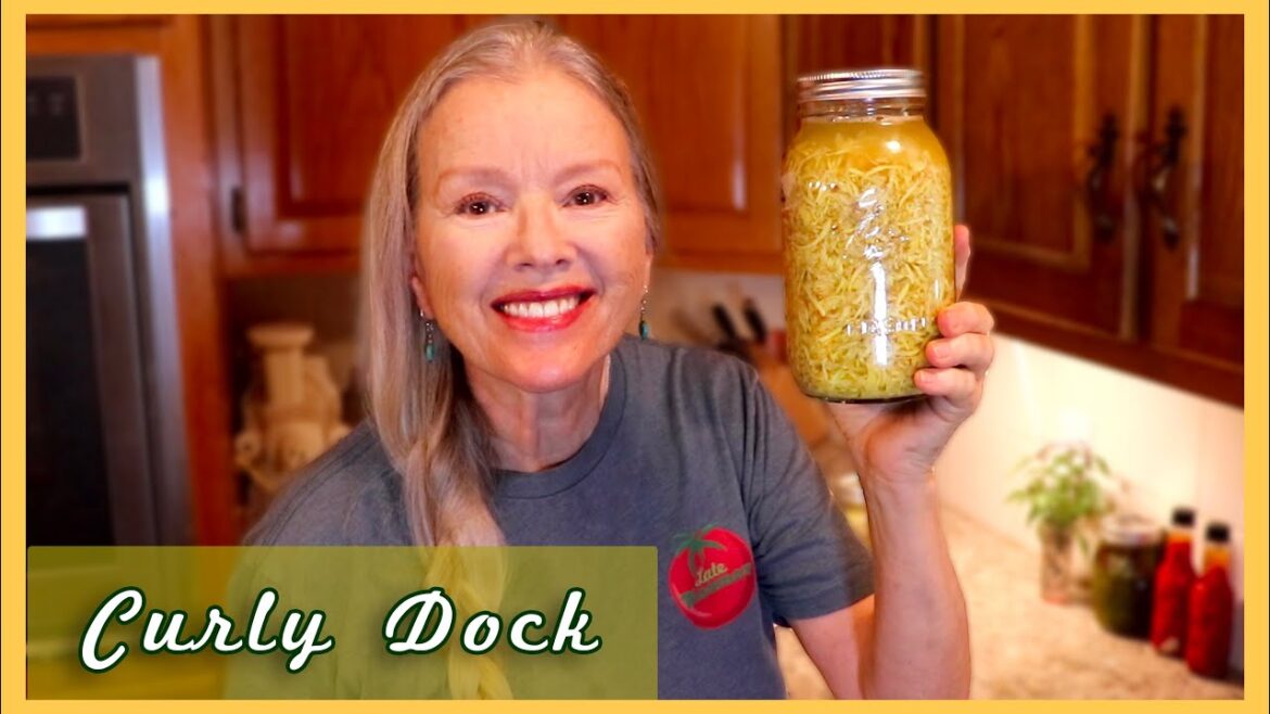Harvesting & Making CURLY DOCK Tincture | Medicinal Plant