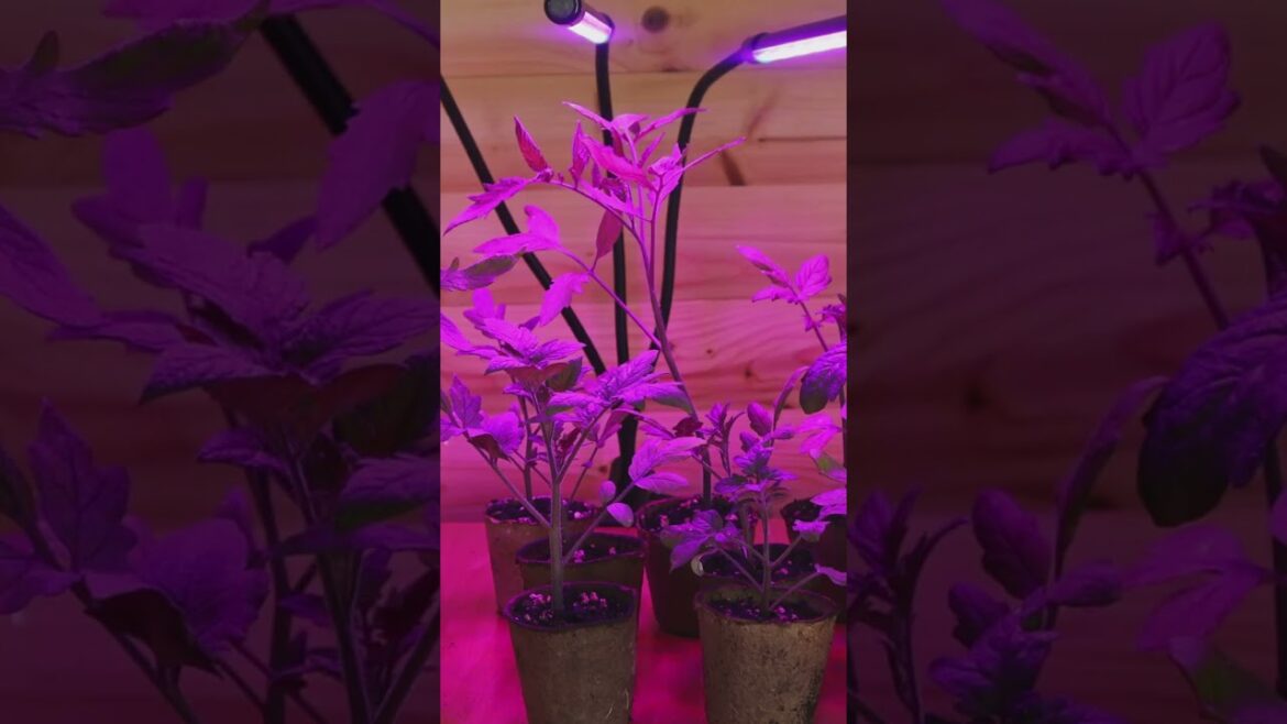 Why You Might Need Grow Lights for Indoor Plants #indoorgardening #houseplants #growlight