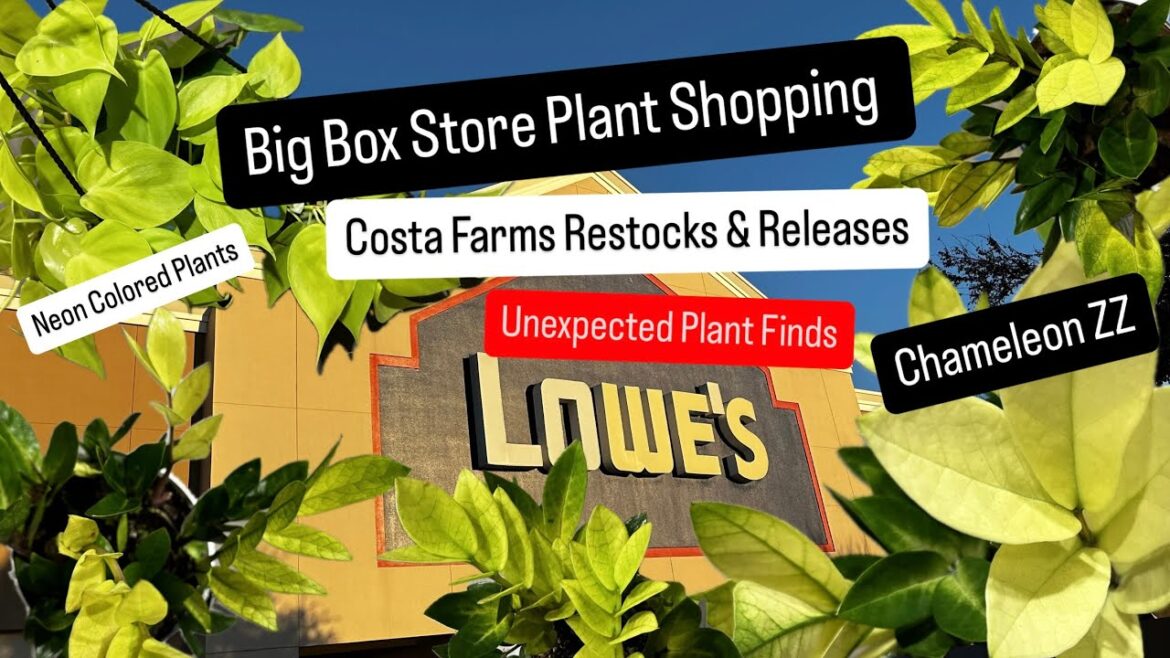Big Box Store Plant Shopping Lowe’s Costa Farms Restock and Plant Release Chameleon ZZ Houseplants Big Box Store Plant Shopping Lowe's Costa Farms Restock and Plant Release Chameleon ZZ Houseplants