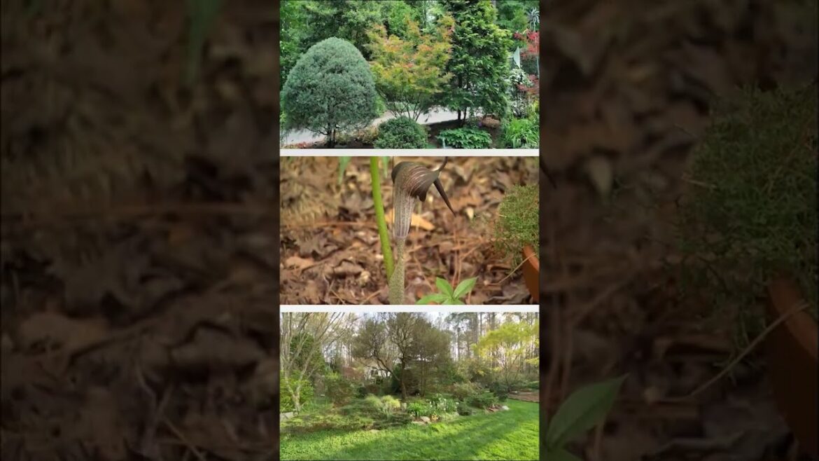 Come with us on a tour through a beautiful garden in Garner NC! #gardeninspiration  #gardening Come with us on a tour through a beautiful garden in Garner NC! #gardeninspiration  #gardening