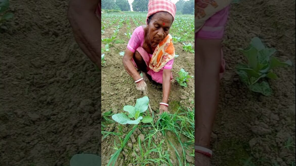 Cauliflower Field Cleanup: Weeding in Action #shorts