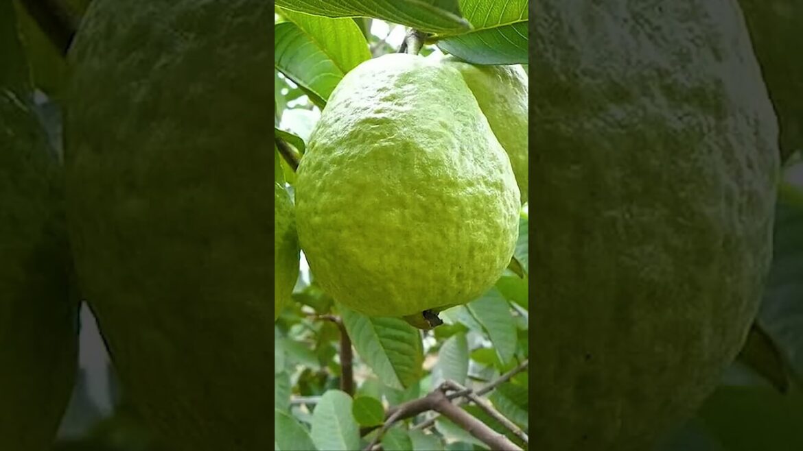 Root Pruning: The Secret to Growing Bigger Guava Trees Faster #Guava plant#Guavaplantcare