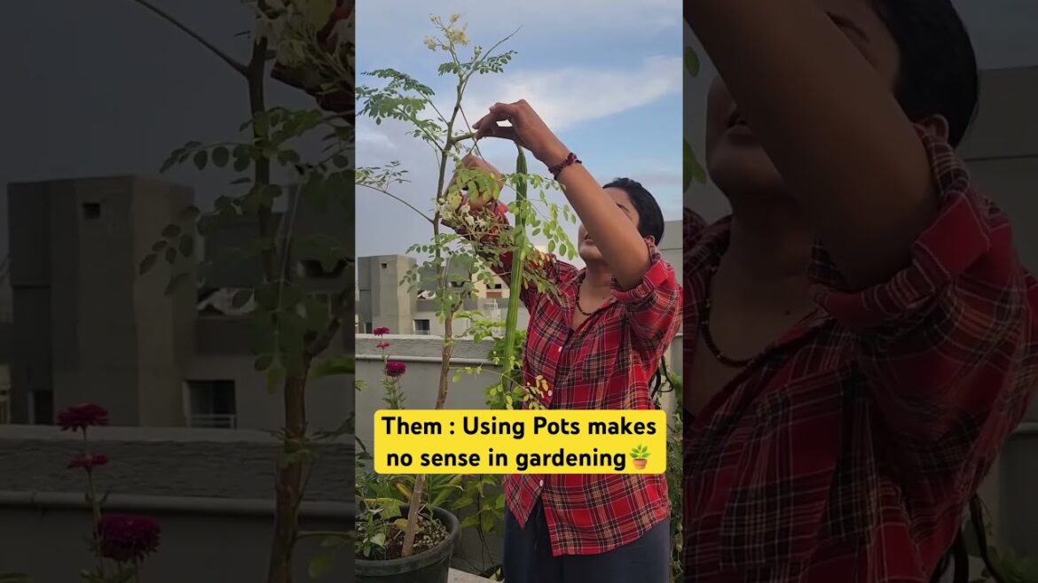 Container gardening #containergardening