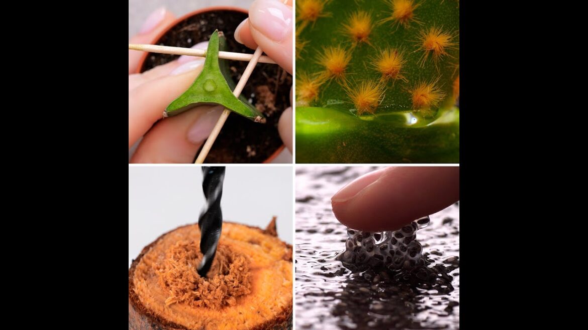 🌳Grow your garden with a trick that will leave you speechless!✨