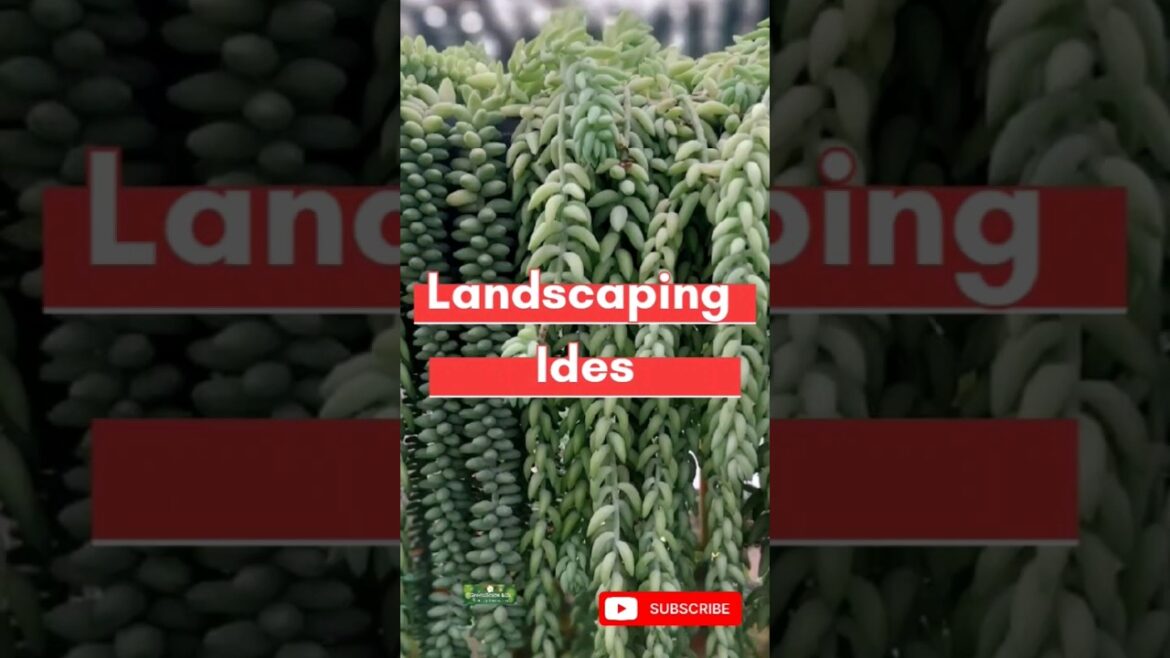 Landscaping Ideas | Beautiful Garden Ideas #gardening #landscape #gardenmaintenance  #shorts  #decor