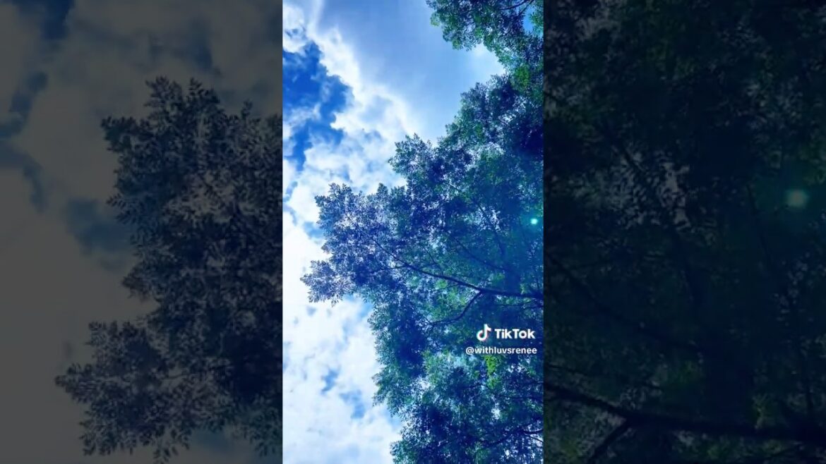 🪴 Best Indoor Plants for Home | Houseplant Repotting ☀️ #zone8a