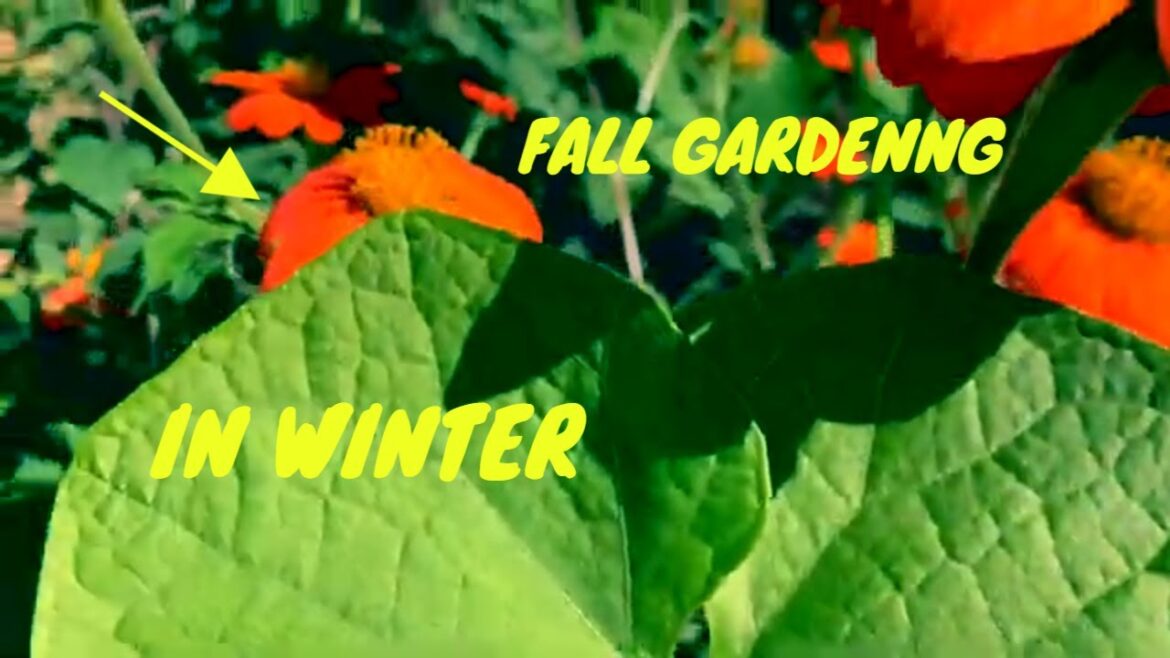Fall Gardens THRIVE 🥬👨🏾‍🌾 in NOVEMBER