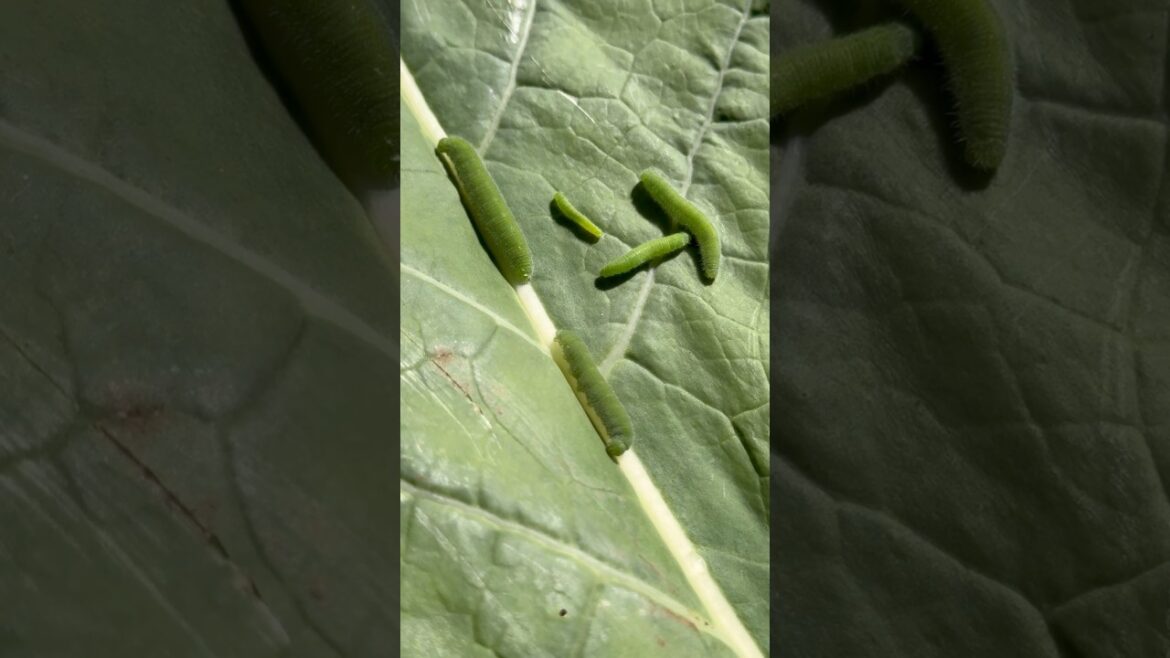 Cabbage White Caterpillars #kale #gardenpests #gardeningtips #vegetables Cabbage White Caterpillars #kale #gardenpests #gardeningtips #vegetables