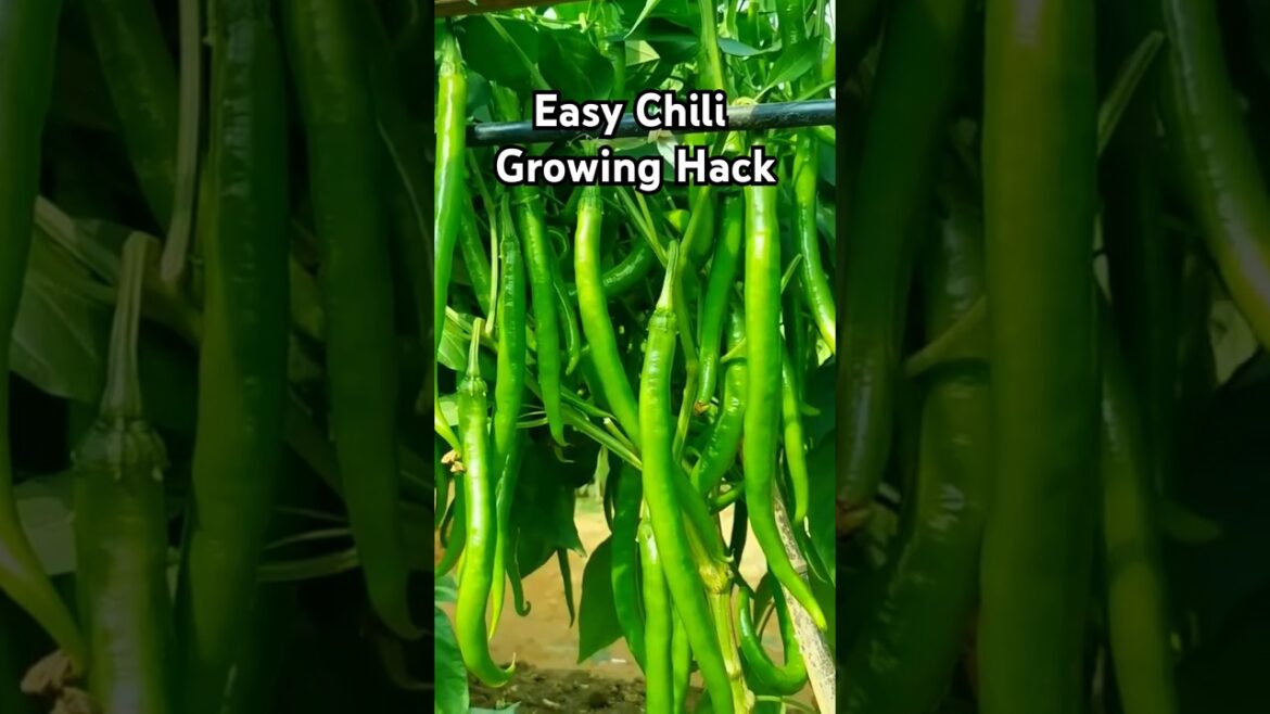 Grow Fresh Chili at Home in Just 10 Days! 🌶️ Easy Gardening Hack! #garden  #satisfying