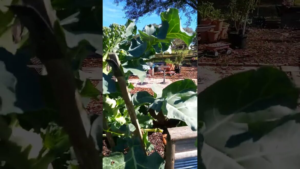 How to grow broccoli 🥦…. (fall vegetable) How to grow broccoli 🥦.... (fall vegetable)