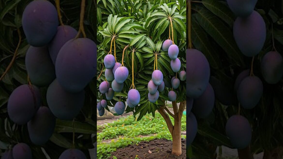 Mango Cutting Propagation Tips: Grow Your Own Mango Tree at Home