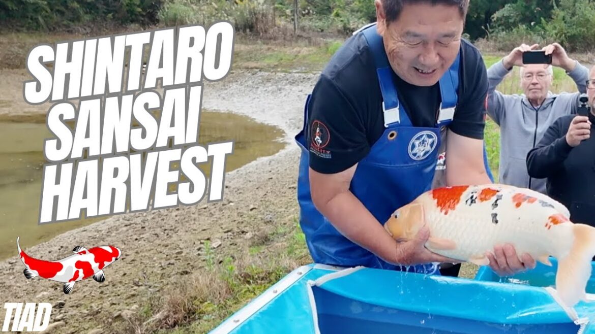 Shintaro koi farm sansai koi harvest #koi #koiharvest #koifarm #shintaro Shintaro koi farm sansai koi harvest #koi #koiharvest #koifarm #shintaro