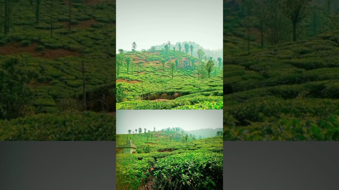 Tea Plants ☘️ Estate - Samse#teaplantation #tea #travel #nature  #travelgram #teatime #munnar