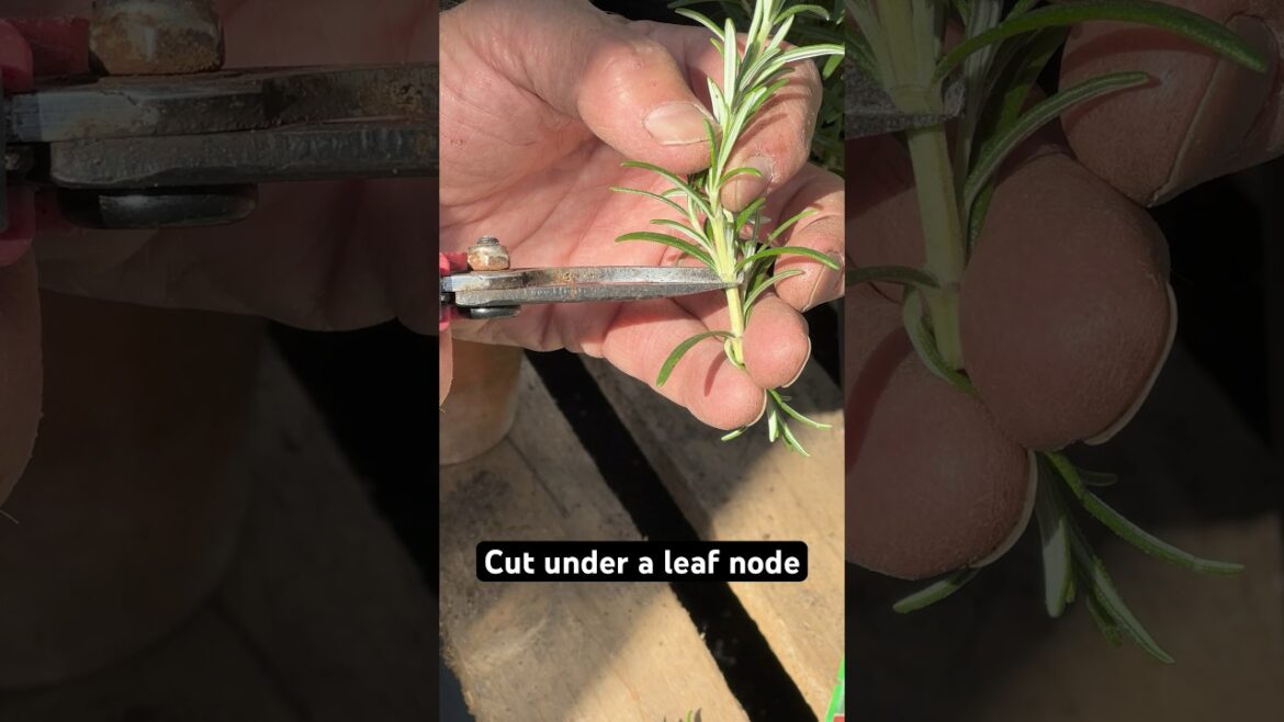 How to Propagate Rosemary 🌿