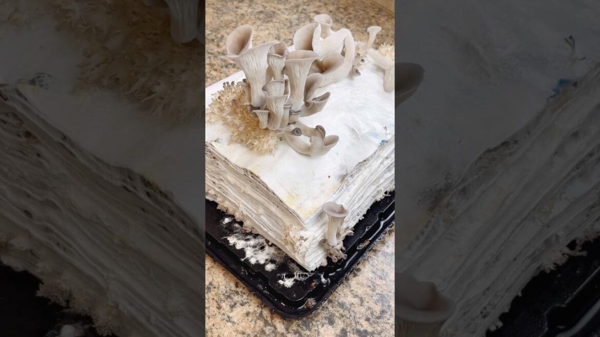 Growing Oyster Mushrooms on a Phone Book - Experiment Not For Consumption