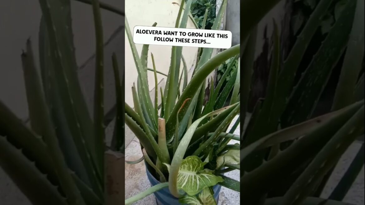 How To Grow Aloevera Plant||Aloevera Growing Tips #gardening #plants #shorts How To Grow Aloevera Plant||Aloevera Growing Tips #gardening #plants #shorts