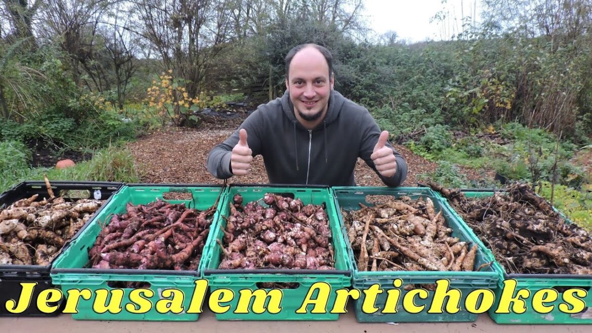 New Harvest Jerusalem Artichokes Sunchokes 5 Varieties New Harvest Jerusalem Artichokes Sunchokes 5 Varieties