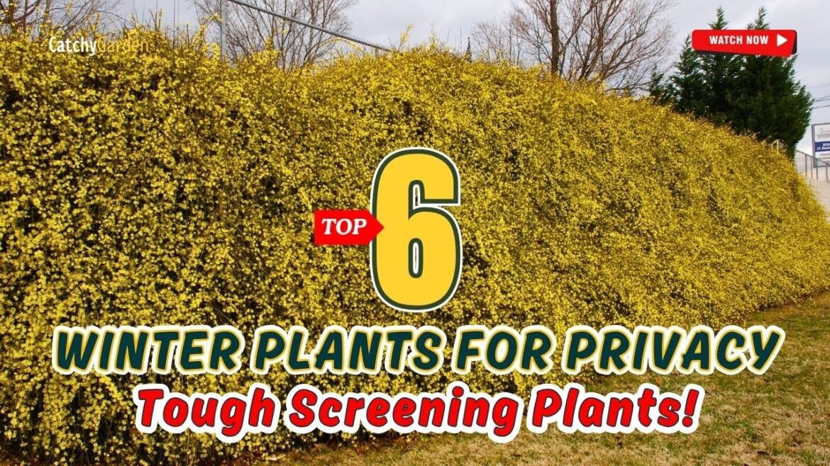 Winter Plants for Privacy - TOP 6 Tough Screening Plants! 🌲🏡🌱 // Gardening Ideas