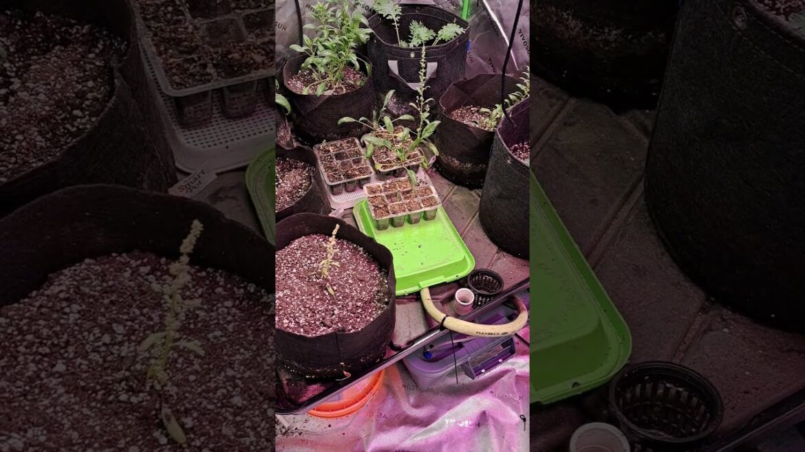 Setting Up the Ultimate Grow Lab Flood Table! 🌱 Watch This Before You Start! #gardening #shorts