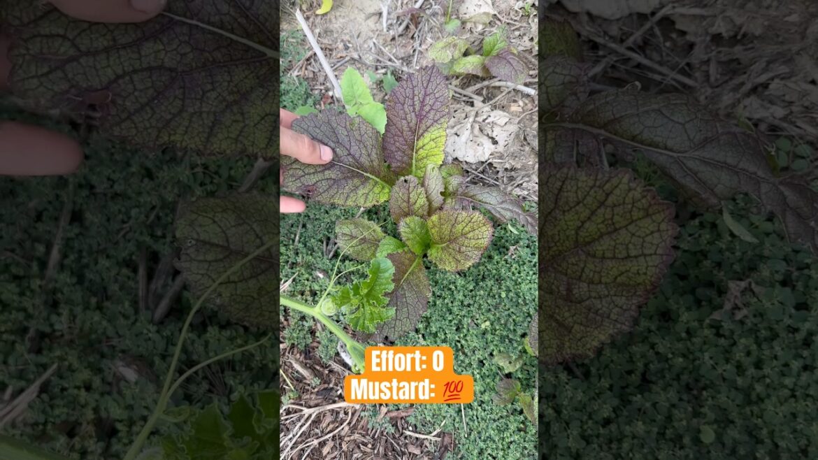 Volunteer Red Mustard #red #mustard #gardentips #gardening #giant #japanese #lazy #volunteers #seed