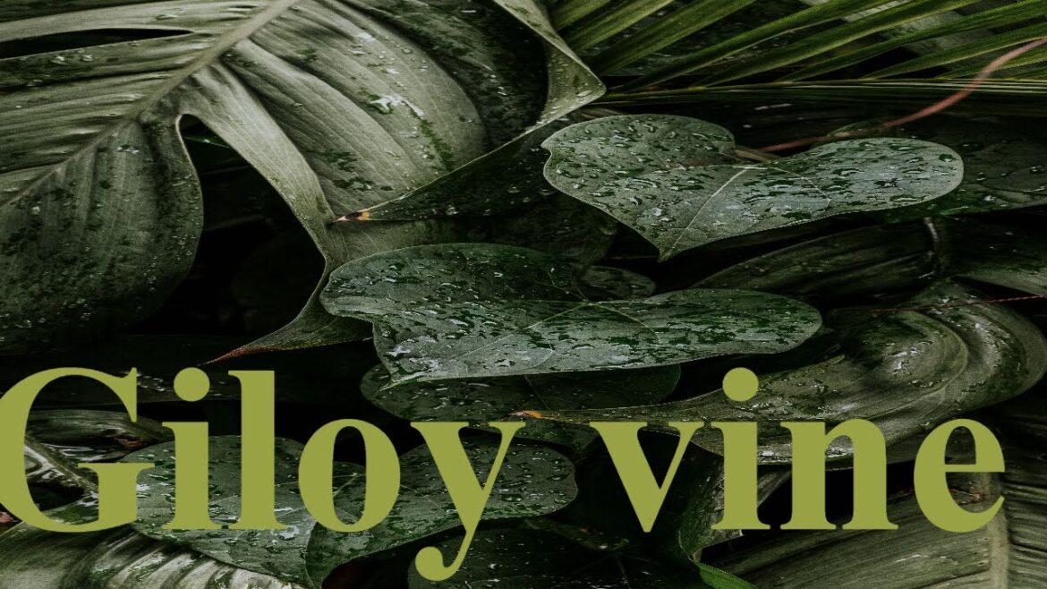 Giloy Vine after Rainy Season  #nature #urbangardens #rooftopgardening Giloy Vine after Rainy Season  #nature #urbangardens #rooftopgardening