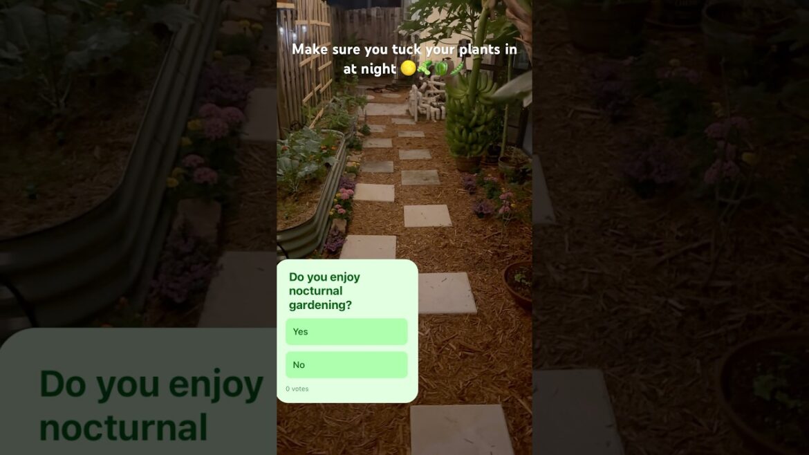 South Florida Vegetable Gardening (Nocturnal Garden) #gardening #garden #diygardening #shorts