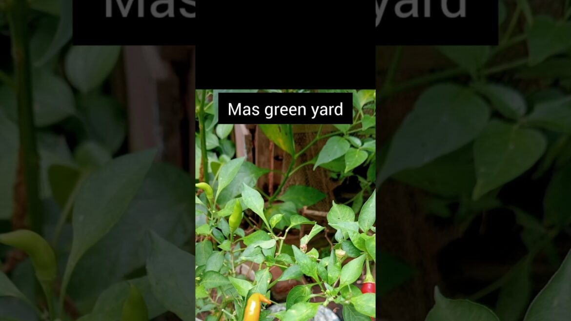 Re planting green chilli plant/garden tips