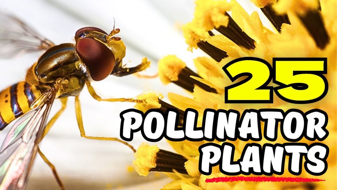25 Pollinator Plants That Will Turn Your Garden into a MAGNET for Wildlife! 🐞🐦