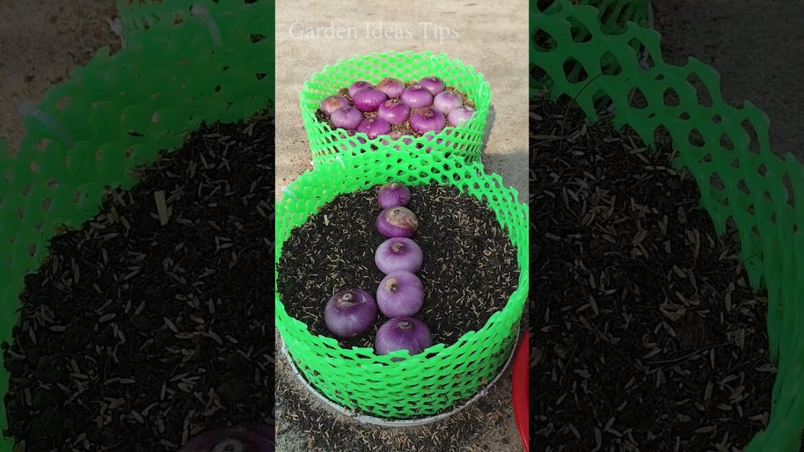 Tips Gardening Tutorials