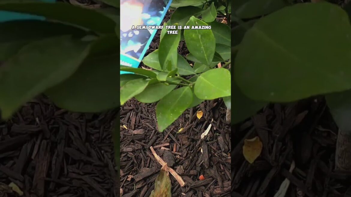 Top 3 Citrus Trees to Grow 🍊 | Quick Fruit Tree Tour!