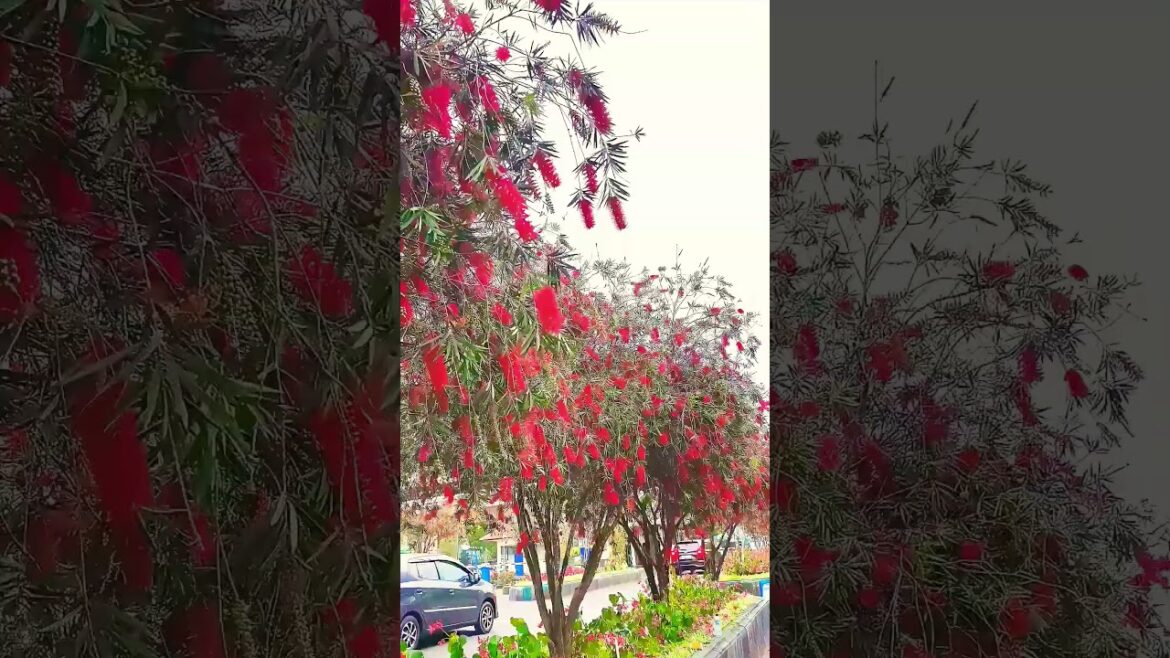 Bottle Brush Tree FLOWERS BLOOMING at Bedugul Parking Lot! #roadtrips #bali #hiddengems#nature #2024 Bottle Brush Tree FLOWERS BLOOMING at Bedugul Parking Lot! #roadtrips #bali #hiddengems#nature #2024