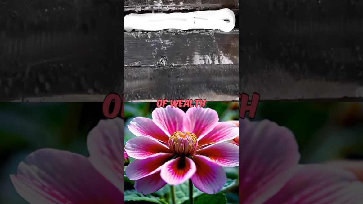 The $100,000 Flower That Can Change Your Life The $100,000 Flower That Can Change Your Life