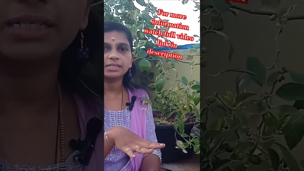 Happy gardening 🫒🌺🌳 #trending