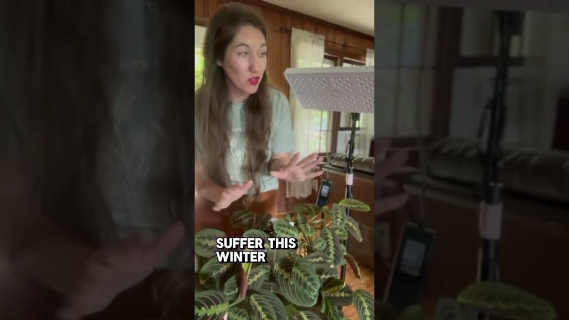 Happy plants! LetPot Grow Lights for Indoor Plants: https://amzn.to/4duYv6z - 10% off with INFLUEN10