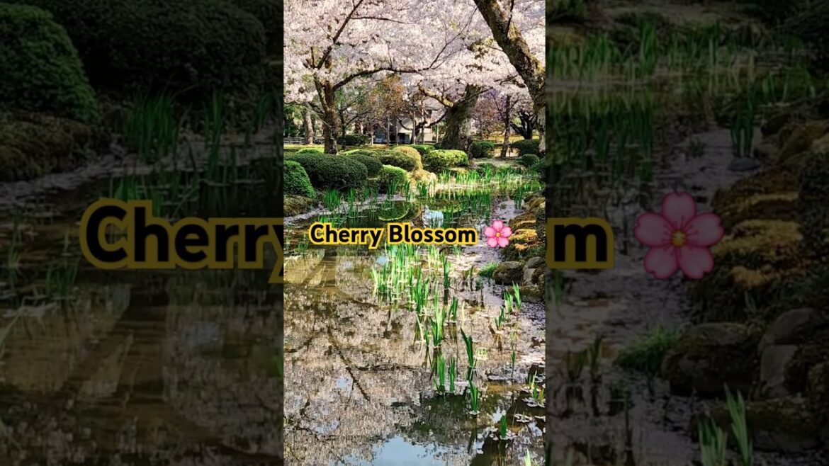 A Tranquil Pond, Adorned with Cherry Trees #japantravel #kanazawa #garden #cherry A Tranquil Pond, Adorned with Cherry Trees #japantravel #kanazawa #garden #cherry