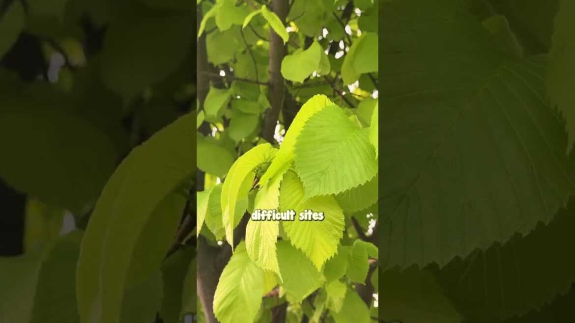 Is This the Most Beautiful Golden Tree? A Golden Elm.