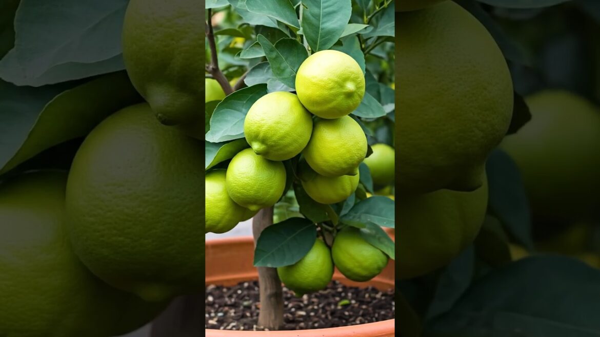 Organic Lemon Tree Maintenance: The Key to a Bountiful Harvest#shorts #lemon_tree_from_cuttings